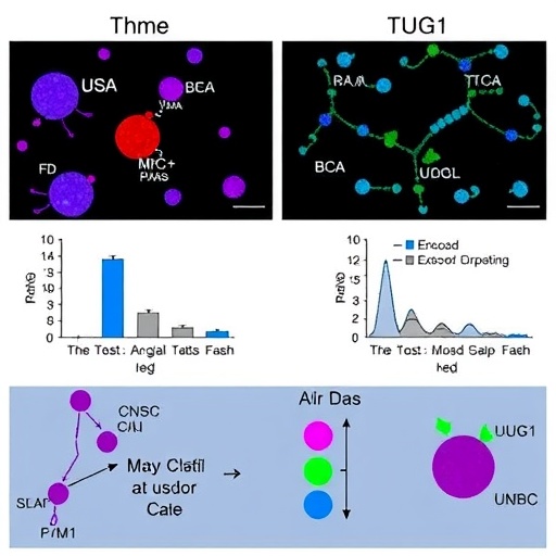 bm-msc-exosomes-modulate-tug1,-fight-leukemia