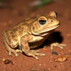 new-study-uncovers-alarming-ecological-threat-as-cane-toads-advance-toward-the-pilbara