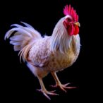 rasa1-reveals-z/w-dosage-effects-on-chicken-gonads