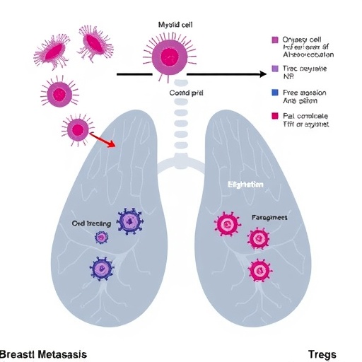 myeloid-cells-and-tregs-signal-breast-metastasis
