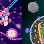 hiv-integrase-captured-by-cryo-em-in-two-structural-states