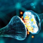 role-of-extracellular-phosphorylation-at-synapses-informs-pain-research