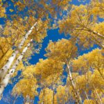 aspen-enriches-parkinson’s-cell-therapy-trial-with-kite-backed-$115m-series-c