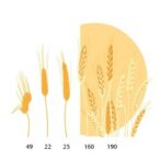 wheat-and-barley’s-shared-evolution-shapes-breeding