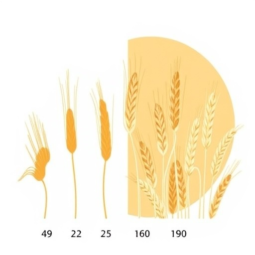 wheat-and-barley’s-shared-evolution-shapes-breeding
