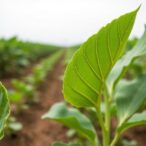 tobacco’s-response-to-aphids-unveiled-by-sequencing