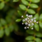 genomic-insights-uncover-propylea-japonica’s-environmental-adaptability