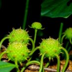 kerala-strain-of-burkholderia-thailandensis-exhibits-virulence-traits