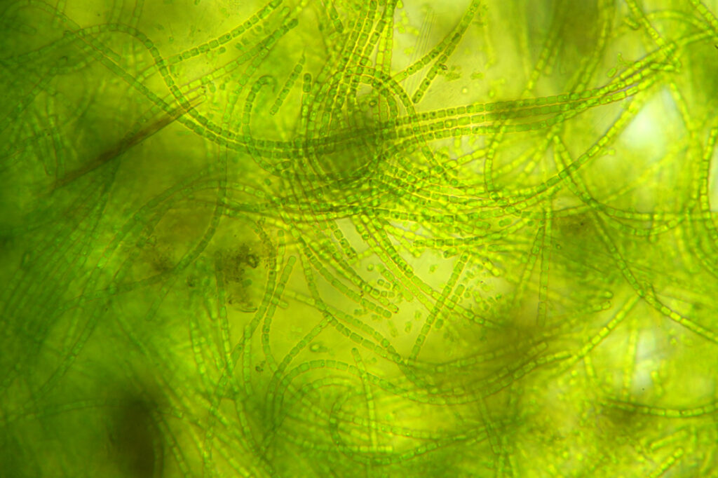 cyanobacterial-pigments-advance-biomedicine-through-smarter-bioprocessing