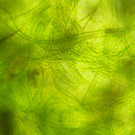 cyanobacterial-pigments-advance-biomedicine-through-smarter-bioprocessing