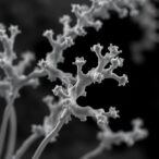 discovering-new-virulence-factors-in-nocardia-farcinica