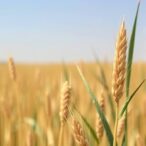 fungicide-strategies-to-combat-wheat-diseases-in-morocco