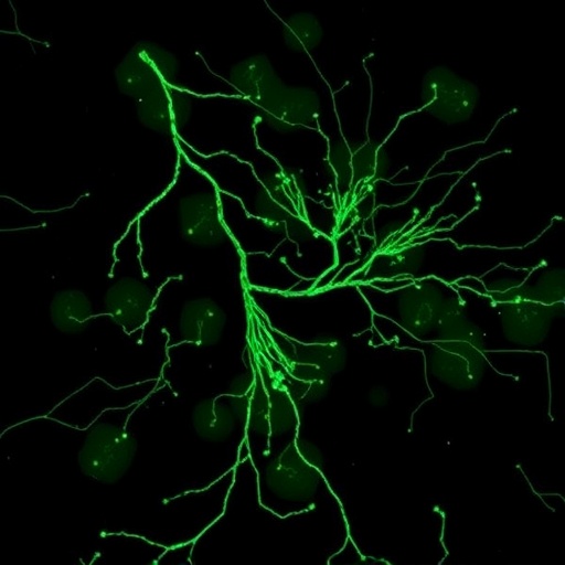 cd24a-knockout-boosts-anti-tumor-immune-response