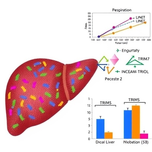 e3-ligase-trim7-accelerates-fatty-liver-disease