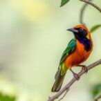 habitat-loss-weakens-nestling-immunity-in-tropical-birds