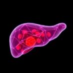 ihalt-restores-liver’s-immune-organ-role