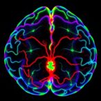 mcm5-boosts-glioblastoma-growth-via-cell-cycle-regulation