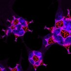 rb1cc1-variants-weaken-immunity-to-sars-cov-2