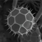 linking-granulosa-cell-pyroptosis-and-oocyte-stress