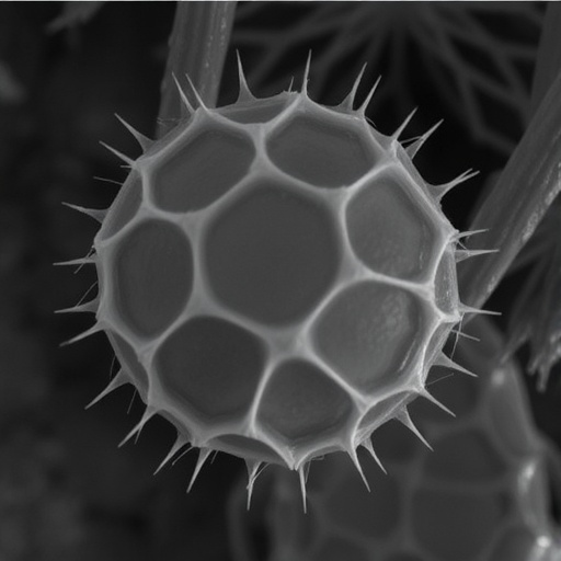 linking-granulosa-cell-pyroptosis-and-oocyte-stress