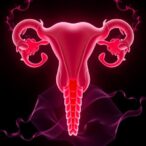 oviductus-ranae-combats-ovarian-aging-by-inhibiting-ferroptosis