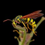 decoding-the-ovipositor-of-microterys-flavus-wasps