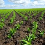 soil-and-climate-influence-barley-salinity-resilience