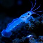 identifying-crustacyanin-gene-family-in-neocaridina-denticulata