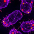 sgms2+-macrophages-boost-nk-cell-infiltration-in-cancer