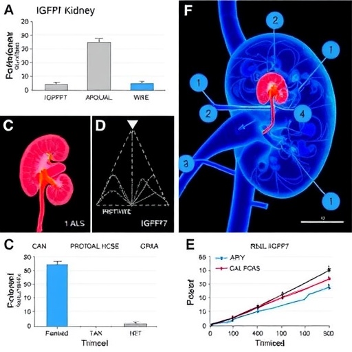 renal-igfbp7-drives-progressive-diabetic-kidney-disease