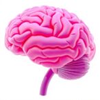 gonadal-hormones-shape-behavior-and-pathology-in-alzheimer’s-model