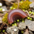 exploring-denmark’s-tardigrade-fauna-through-citizen-science