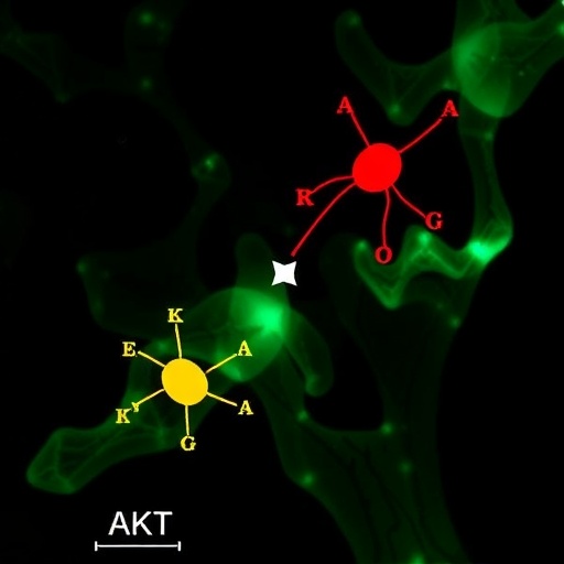 revealing-akt-lonp1-star-axis-in-pcos-hyperandrogenism