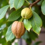 natural-compounds-from-soursop-leaves-target-colon-cancer