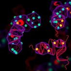 kiaa1429-boosts-fam84b-mrna,-fueling-colorectal-cancer