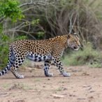 human-impact-alters-leopard-and-ungulate-dynamics