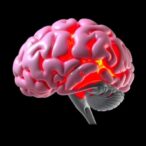 revolutionizing-3d-brain-bleed-segmentation-techniques