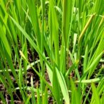 rice-mirna:-key-regulator-in-fungal-interactions