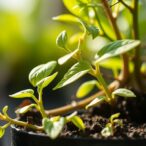 epigenetic-mechanisms-in-plant-stress-resilience