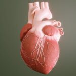 experimental-drug-boosts-dna-repair-response-in-damaged-heart-tissue