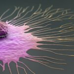 antibody-blocks-triple-negative-breast-cancer-growth-and-metastasis-in-mice