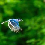 mirum-beckons-bluejay-and-its-phase-3-stage-hepatitis-drug-for-$620m