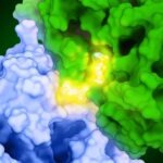 insilico-details-ai-designed,-cancer-fighting-protac-targeting-pkmyt1