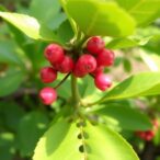 drought-stress-boosts-resilience-in-syzygium-cumini-seedlings