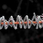 mitochondrial-genome-reveals-novel-structure-in-neolamarckia