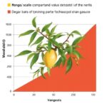 impact-of-varieties-and-pruning-on-mango-scale