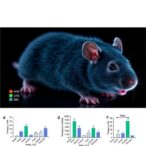 n-acetylcysteine-boosts-key-gene-expression-in-varicocele-rats