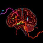 tanshinone-iia-eases-cerebral-injury-by-modulating-inflammation