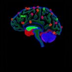 mir-199a-3p-drives-neuroinflammation-in-alzheimer’s-model