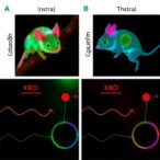 guanidino-compounds-boost-homeostasis-in-δ-ko-mice